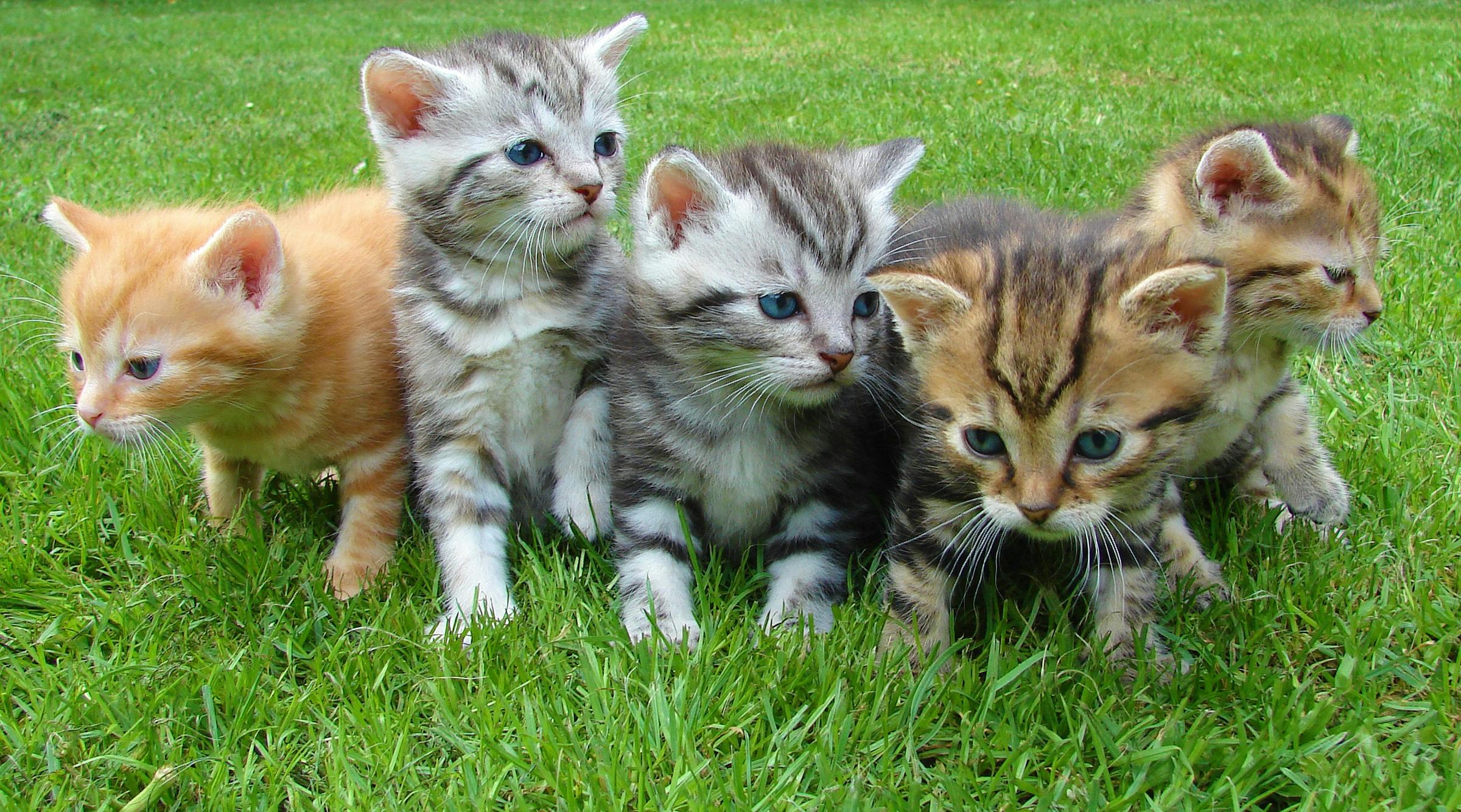 A group of five cute kittens exploring and playing on lush green grass outdoors.