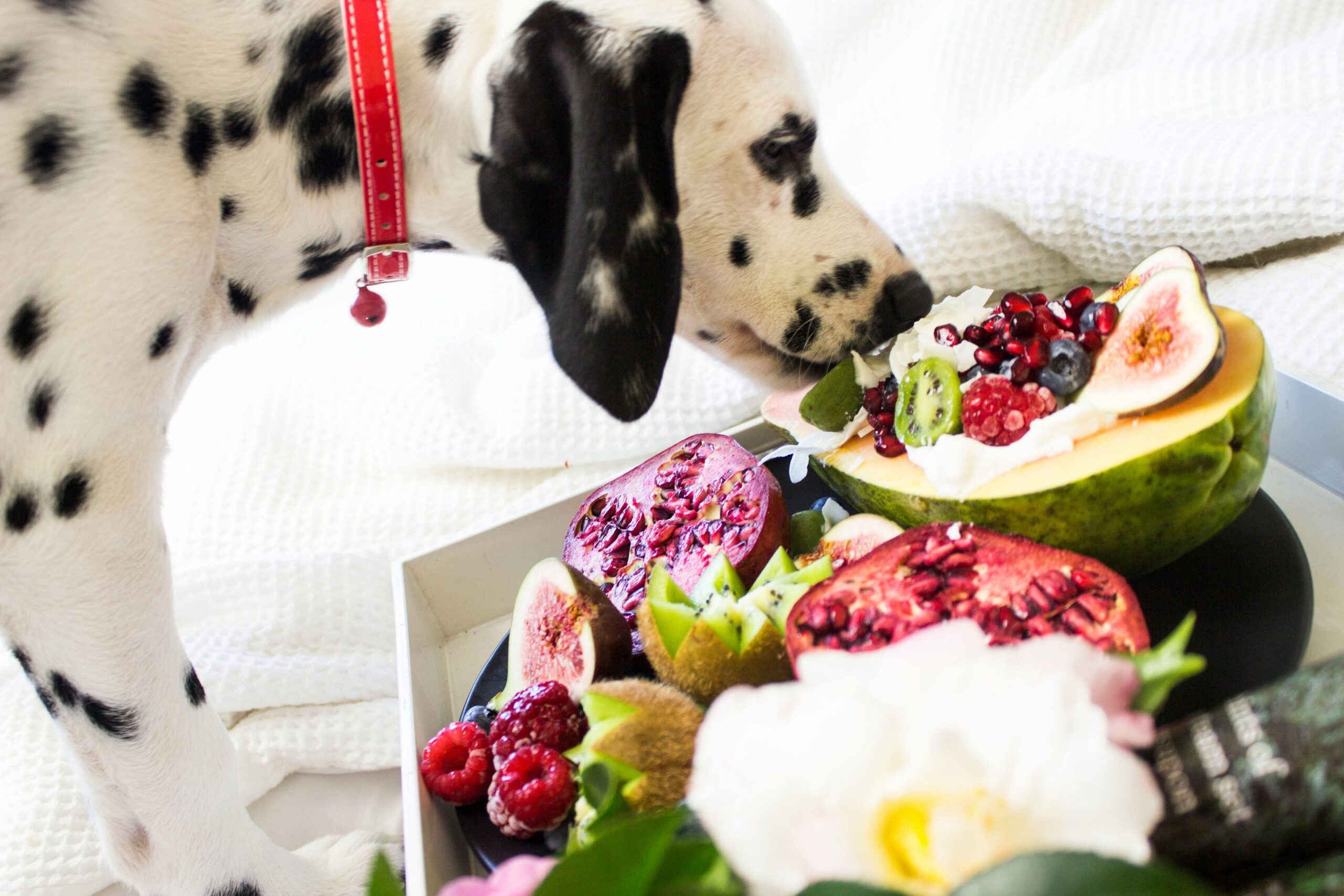 Dalmatian dog sniffing tropical fruits on a platter, including figs and raspberries.