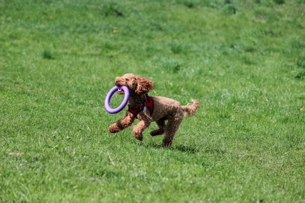 a dog running with a purple toy in its mouth